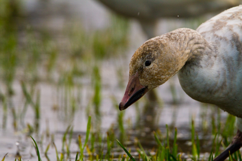 Snow Goose